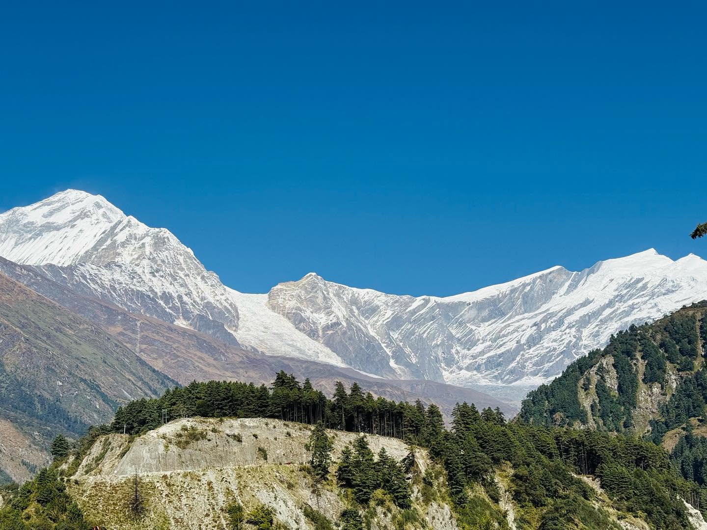 Snow-capped Annapurna Himalaya range above pine forest, Nepal